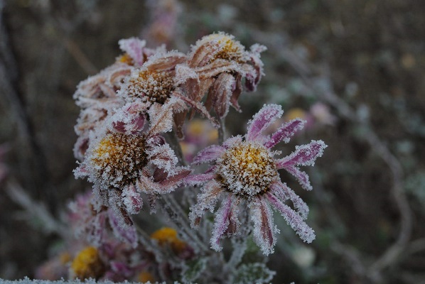 Mastering Winter Gardening