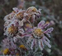 Mastering Winter Gardening