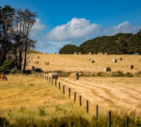 Grazing Paddock Needs Rotating